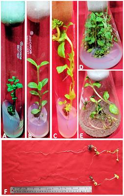 Enhanced wedelolactone content in in vitro-raised genetically uniform Wedelia chinensis under the influence of CuSO4